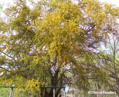 Huisache tree in San Antonio (c) Donna Sanders