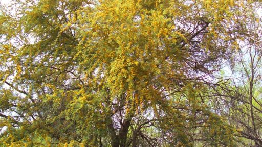 Huisache tree in San Antonio (c) Donna Sanders