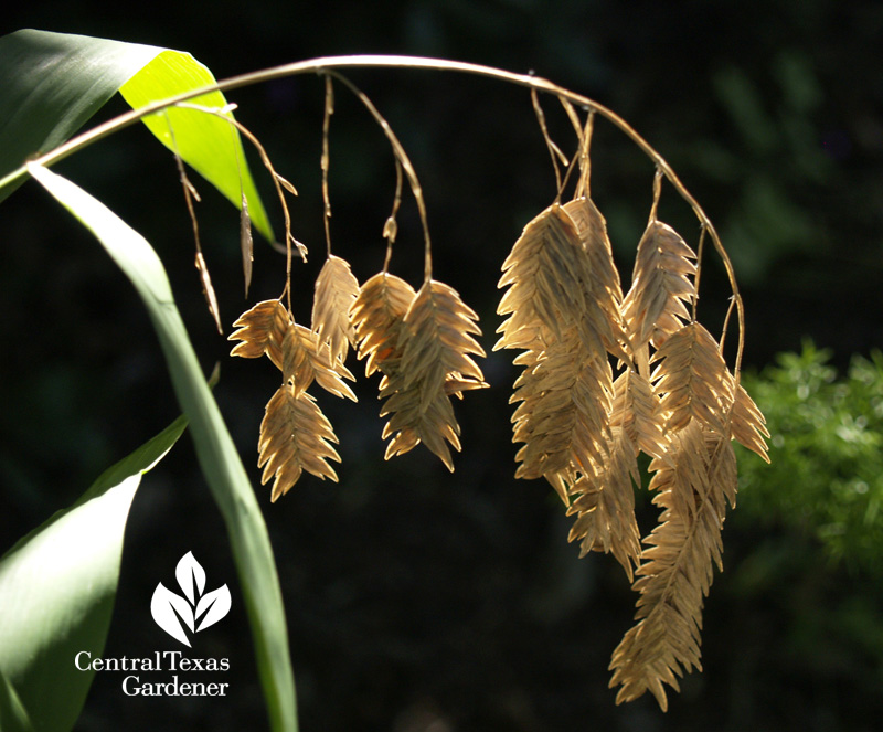 Inland sea oats seed heads (c) Linda Lehmusvirta