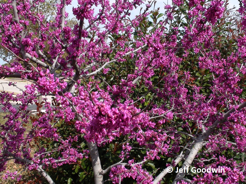 Oklahoma redbud (c) Jeff Goodwin 