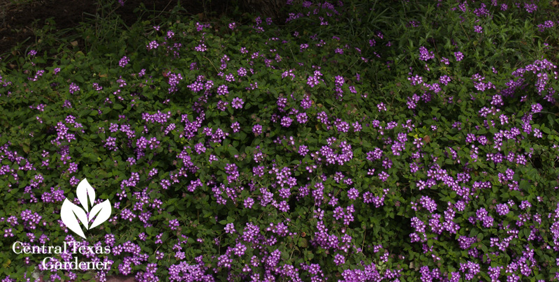 Lantana montevidensis (c) Linda Lehmusvirta Lantana montividensis (c) Linda Lehmusvirta