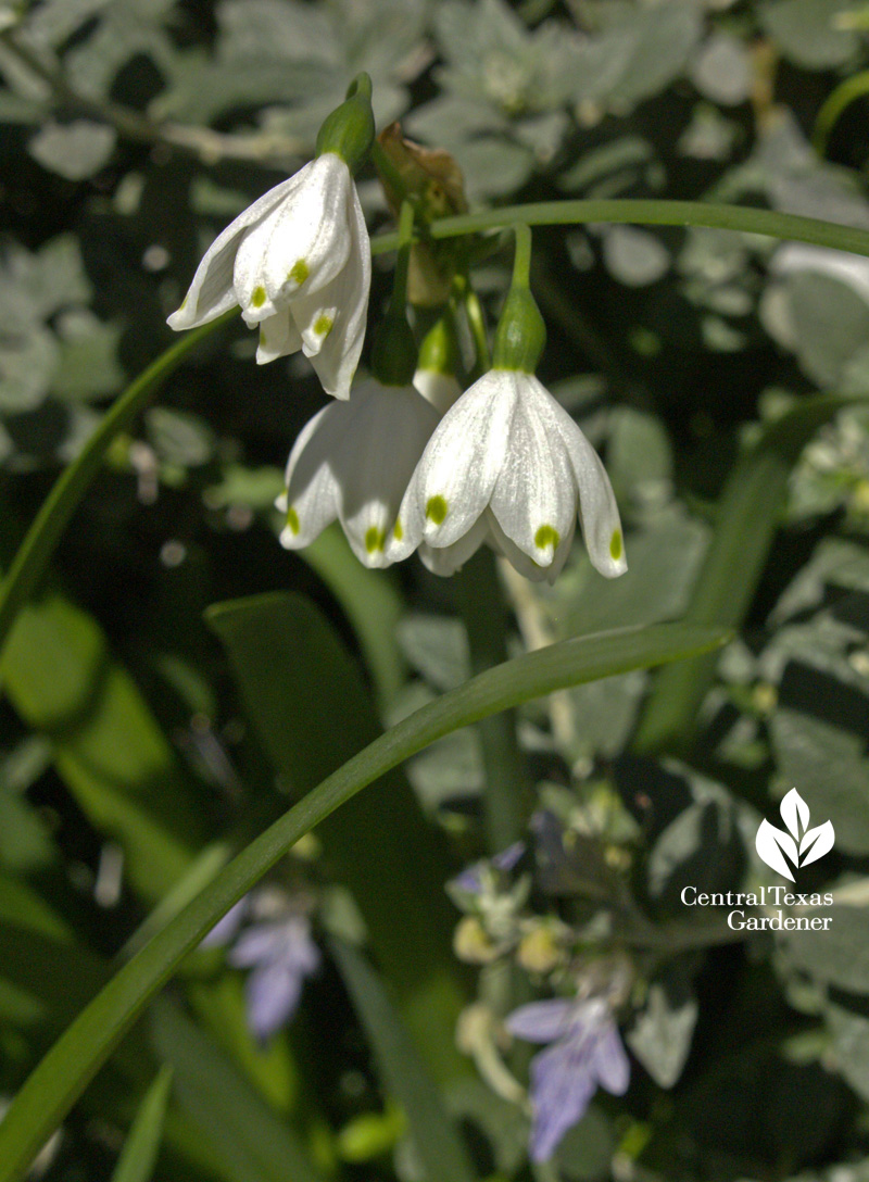Leucojum with bush germander flowers (c) Linda Lehmusvirta