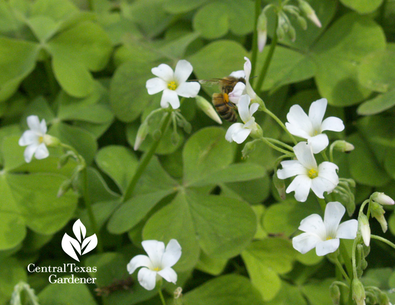 oxalis bee titel
