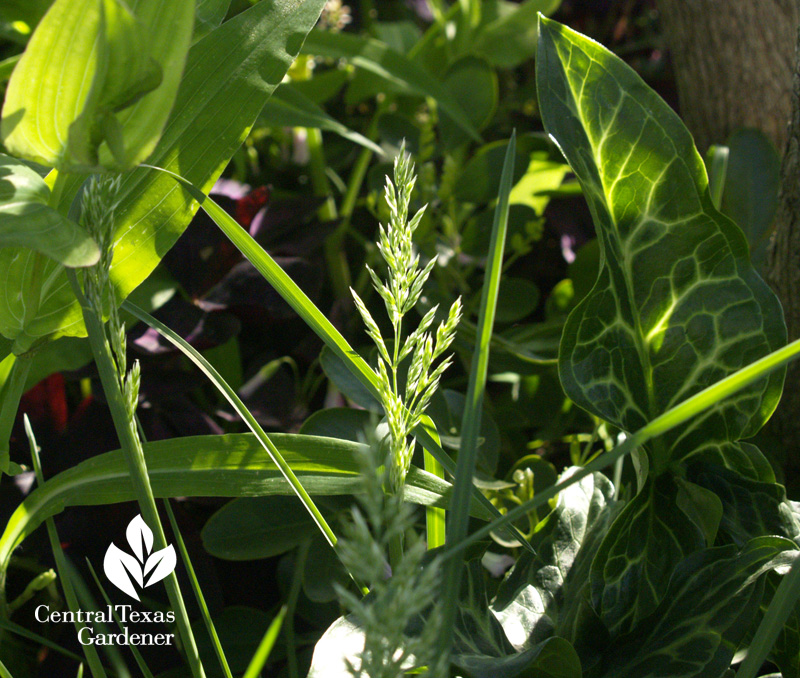 Texas blue grass (Poa arachnifera)and Arum italicum (c)Linda Lehmusvirta