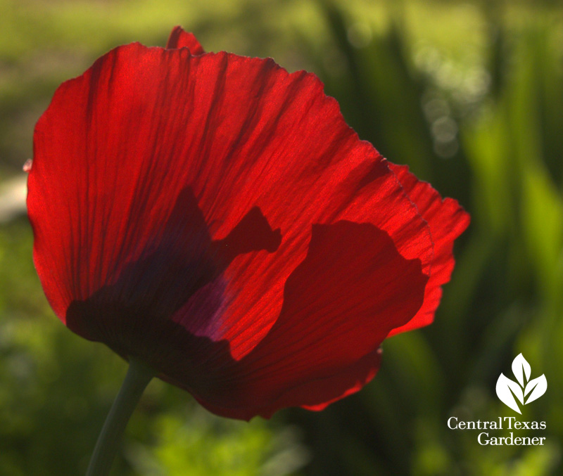 Red poppy (c)Linda Lehmusvirta