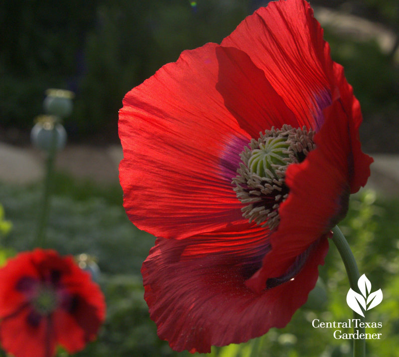 Oriental poppy, Austin (c) Linda Lehmusvirta