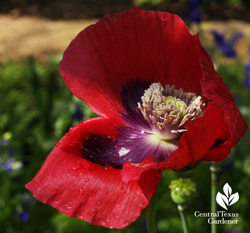 Red poppy (Papaver orientale) (c) Linda Lehmusvirta