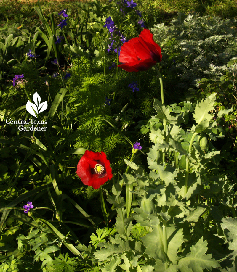 Poppy with spiderworts (c)Linda Lehmusvirta