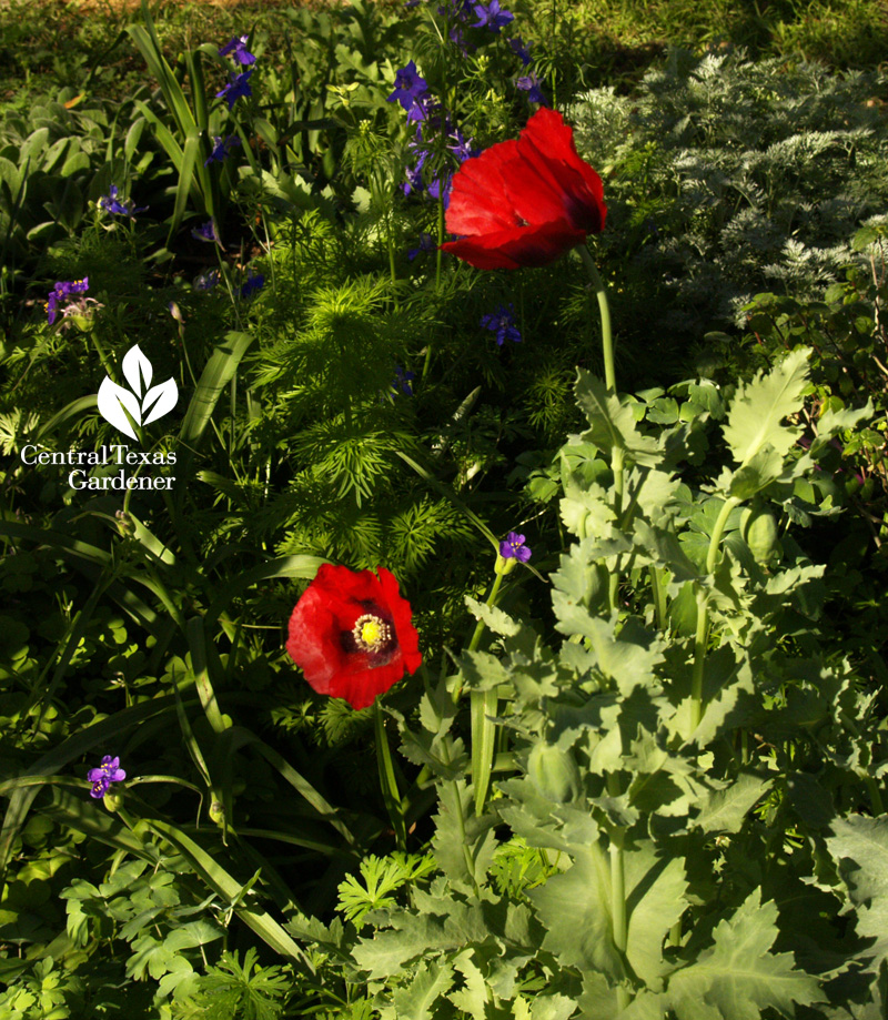 Poppy with spiderworts Poppy with spiderworts (c)Linda Lehmusvirta