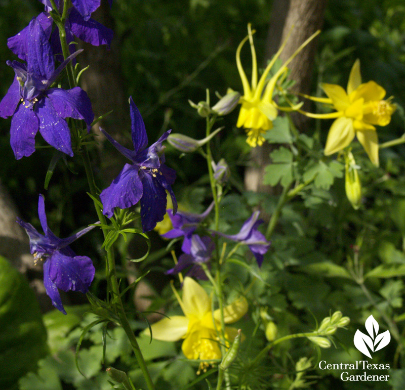 Purple larkspur and yellow columbine (c) Linda Lehmusvirta