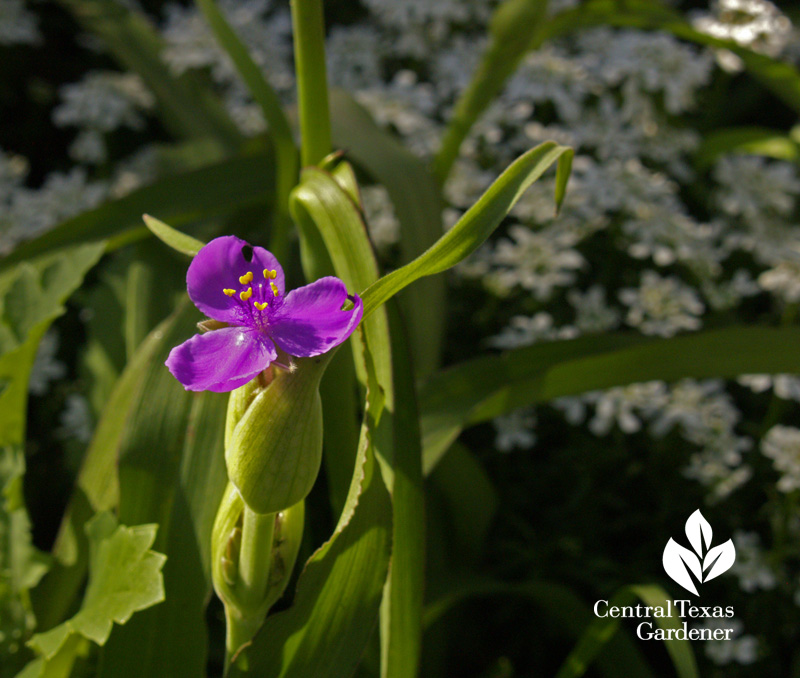 Spiderwort with candytuft (c) Linda Lehmusvirta