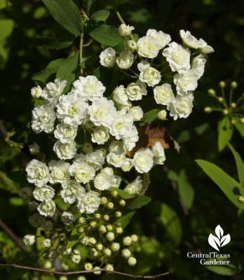 Spiraea flowers (c) Linda Lehmusvirta