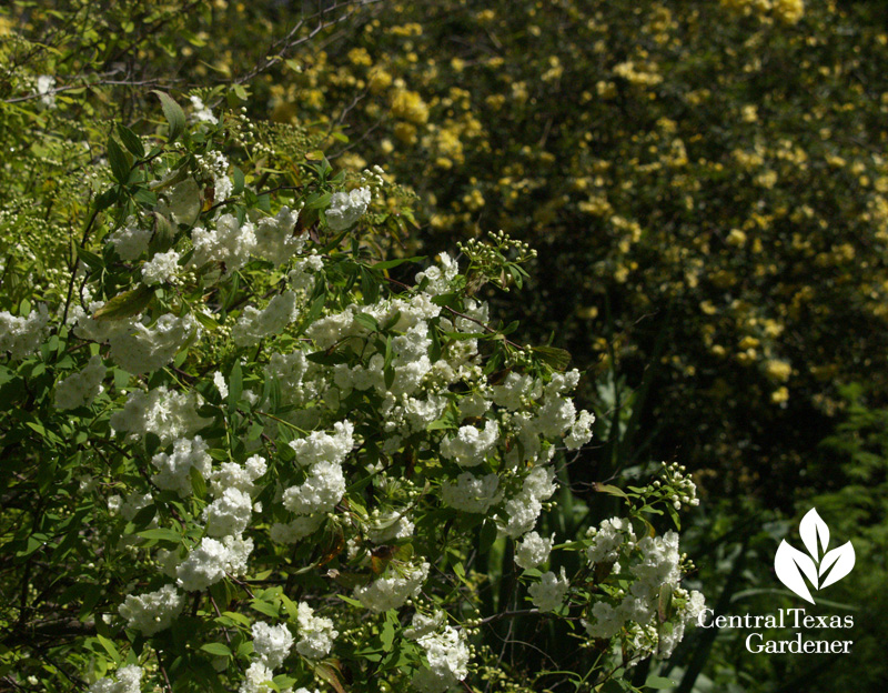 Spiraea and Lady Banks rose (c) Linda Lehmusvirta