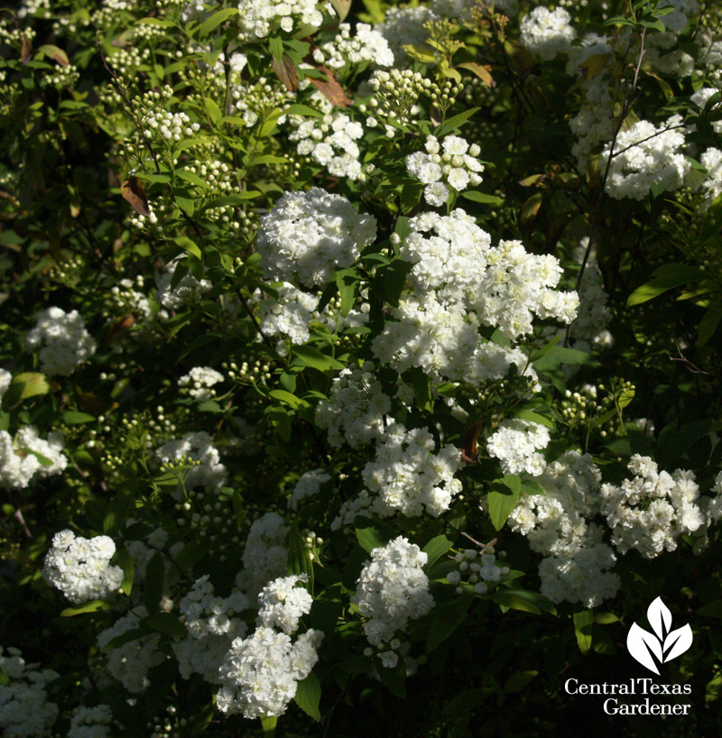 Spiraea Spiraea (c) Linda Lehmusvirta