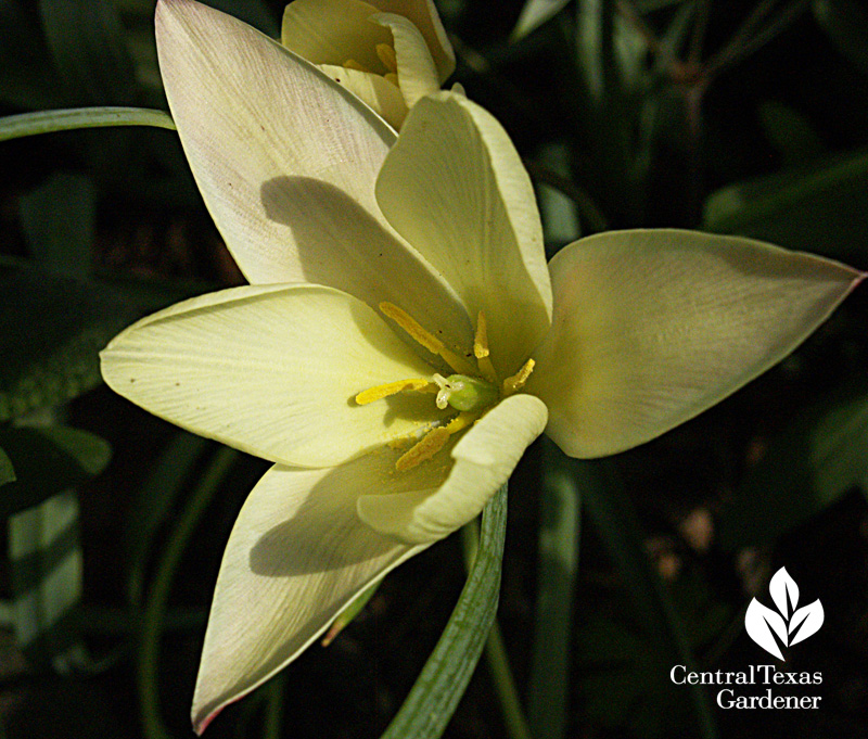 'Tinka' tulip (c) Linda Lehmusvirta