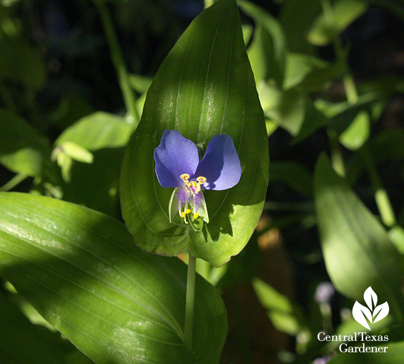 Widow's tears Commelina erecta (c) Linda Lehmusvirta