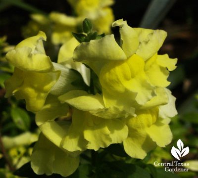 Yellow snapdragon (c) Linda Lehmusvirta