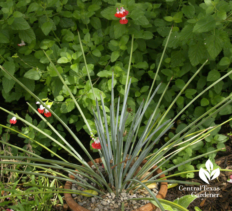 Agave striata with 'Hot Lips' salvia 