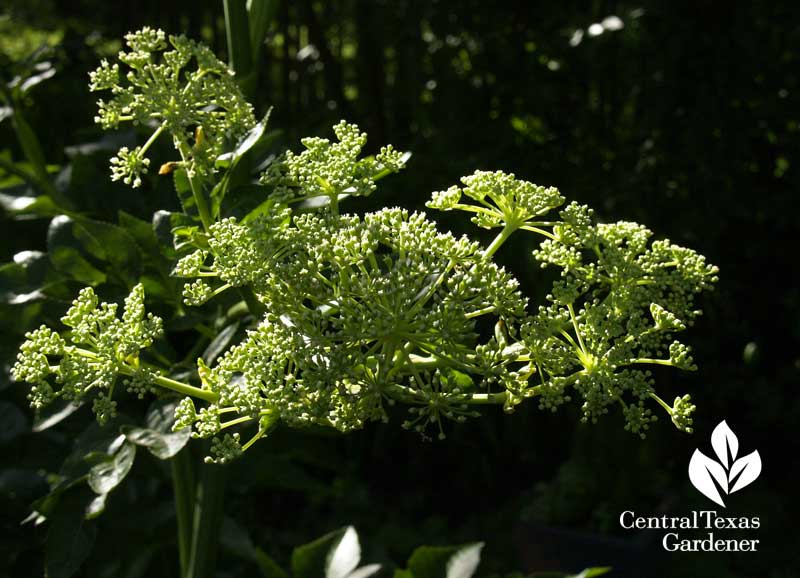 Angelica flower buds