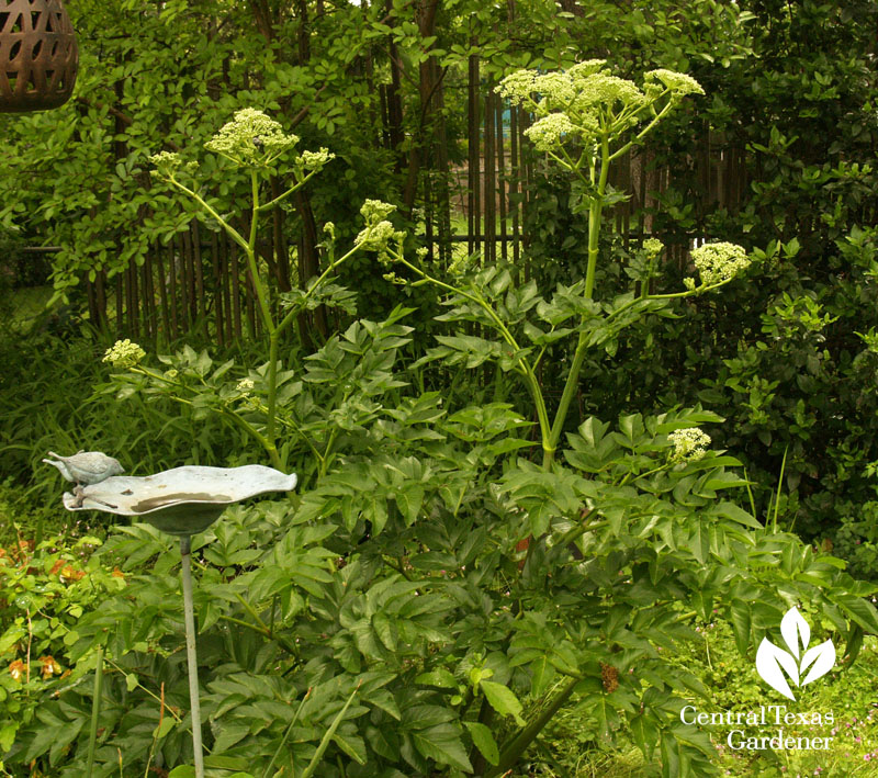 Angelica pachycarpa