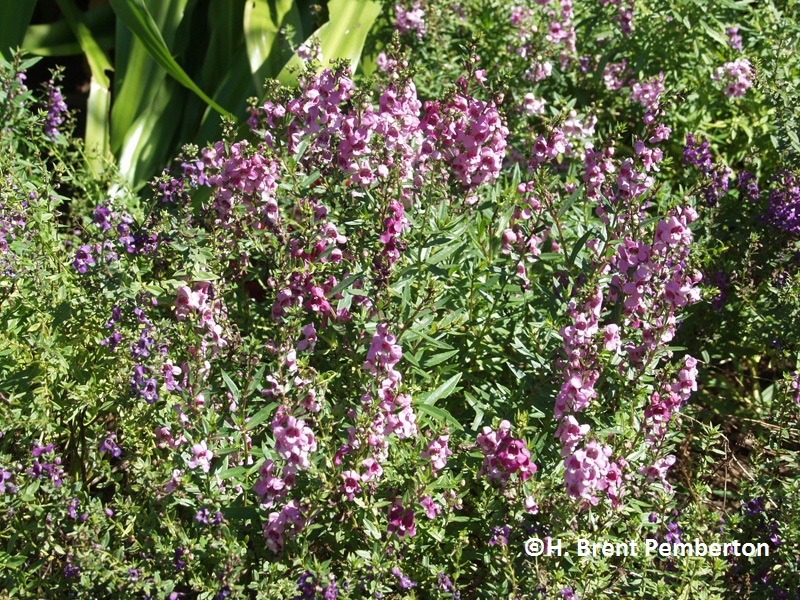 Angelonia Serena series Texas Superstar plants