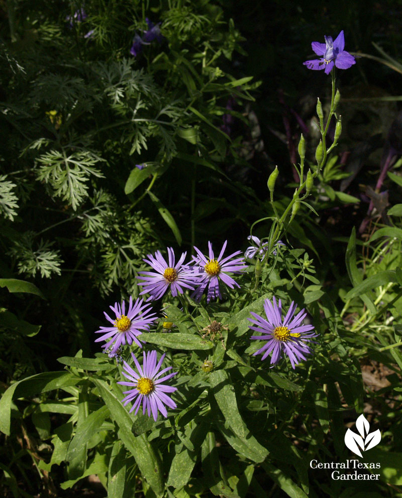 Fall aster and larkspur in spring Austin garden 