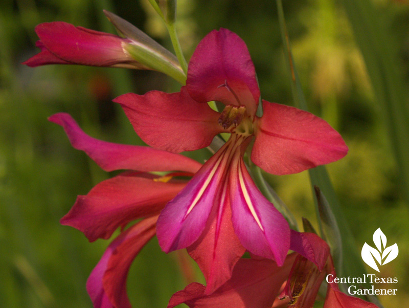 Byzantine gladiolus (c) Linda Lehmusvirta