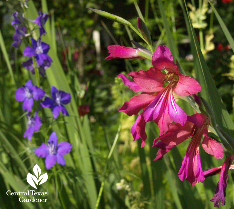 Byzantine gladious with larkspur (c) Linda Lehmusvirta