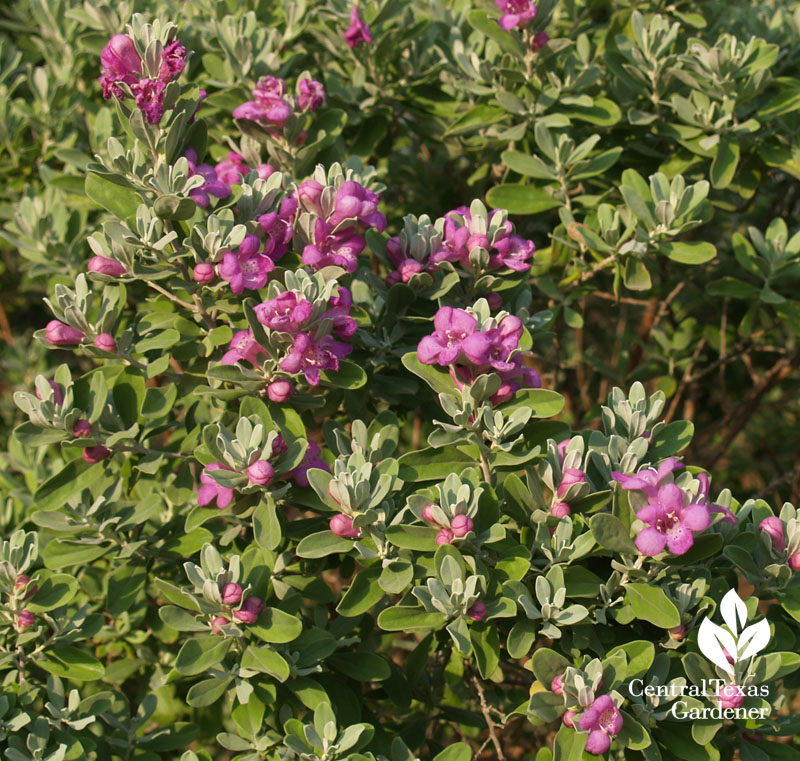 Cenizo, Texas sage