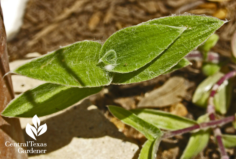 Cobweb spiderwort (Tradescantia sillamontana)