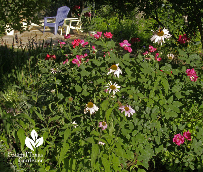 Coneflower and Knock Out rose