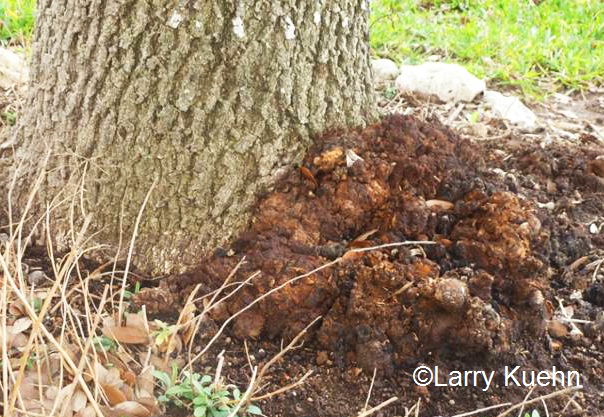 Crown gall on oak tree (c) Larry Kuehn