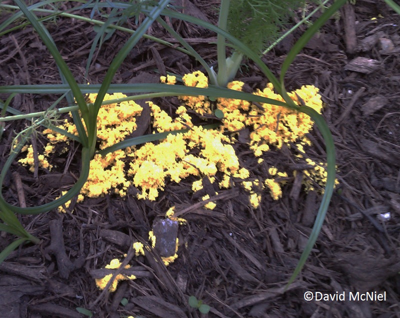 Slime mold (c) David Mcniel 