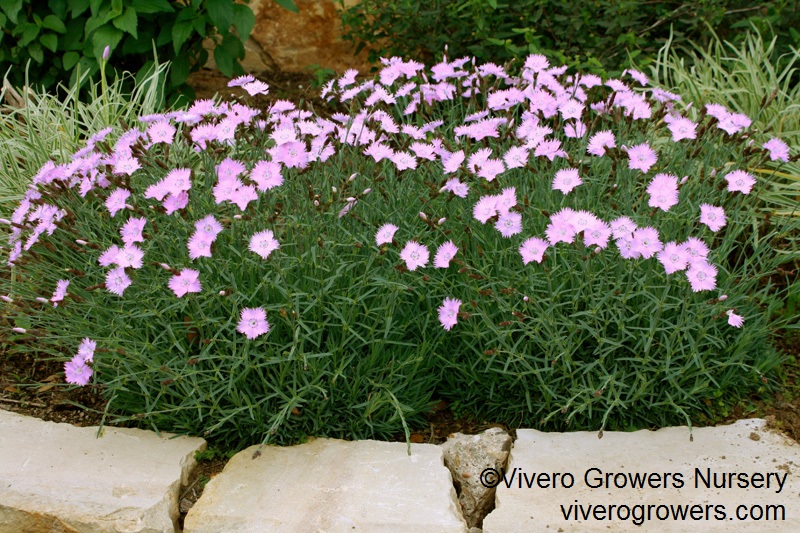 'Bath's Pink' dianthus, Vivero Growers Nursery 