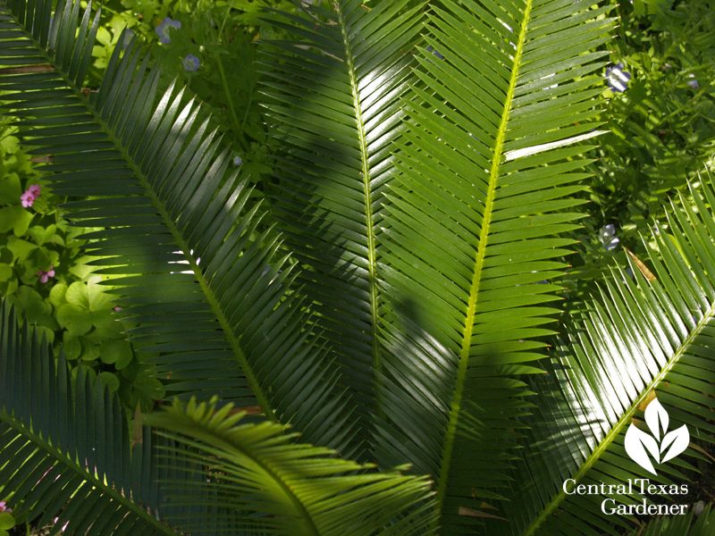 Dioon edule (c) Linda Lehmusvirta