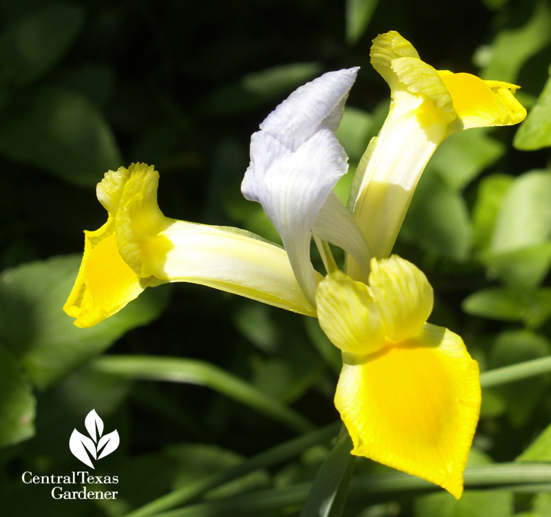 Dutch iris yellow and lavender (c) Linda Lehmusvirta