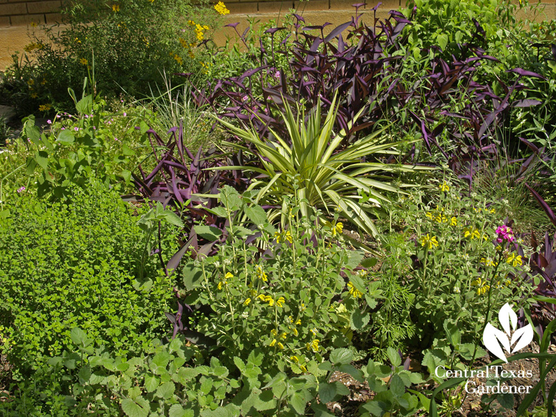 Yucca 'Margaritaville' with Phlomis lanata