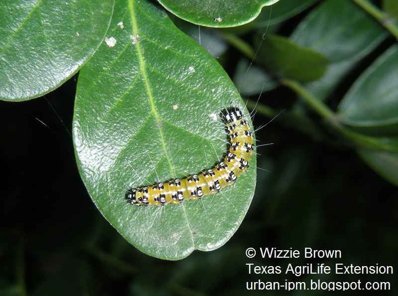 Genista caterpillar (c) Wizzie Brown Texas AgriLife Extension 