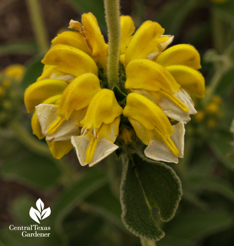 Jerusalem sage, Phlomis fruticosa 