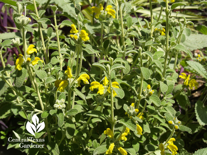 Jerusalem sage Phlomis lanata