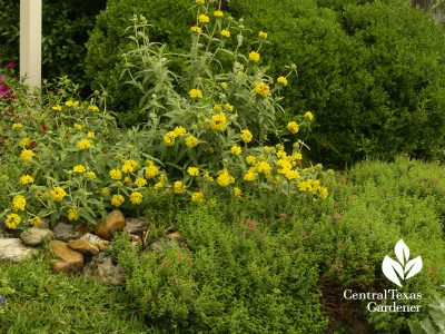 Jerusalem sage Phlomis fruticosa with pink skullcap