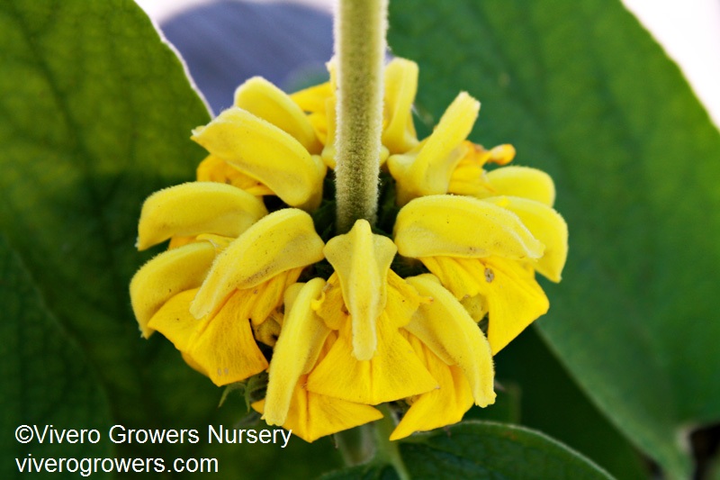 large leaf Jerusalem sage, Vivero Growers Nurse