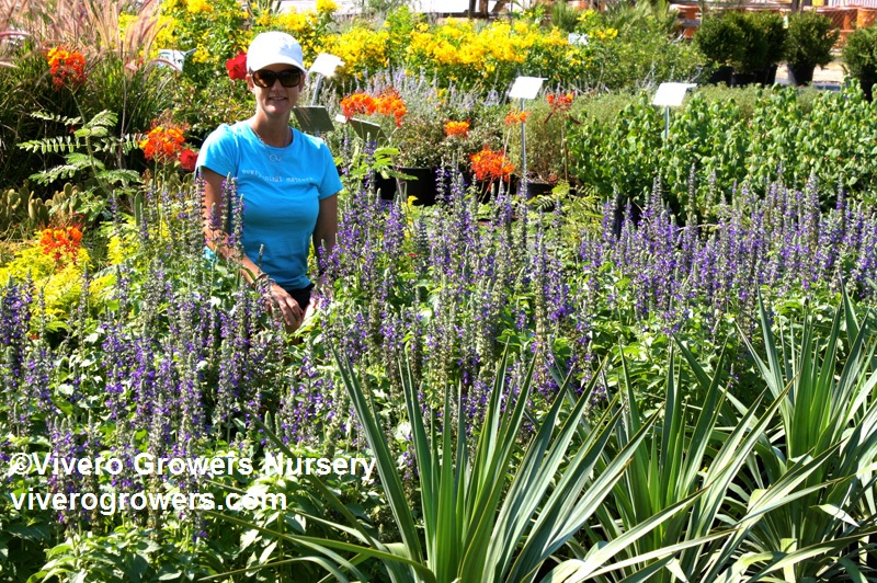 Katherine Cain at Vivero Growers Nursery Katherine Cain at Vivero Growers Nursery