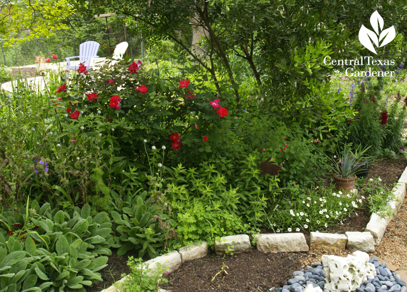 Knock Out rose, lamb's ears, poppies to seed