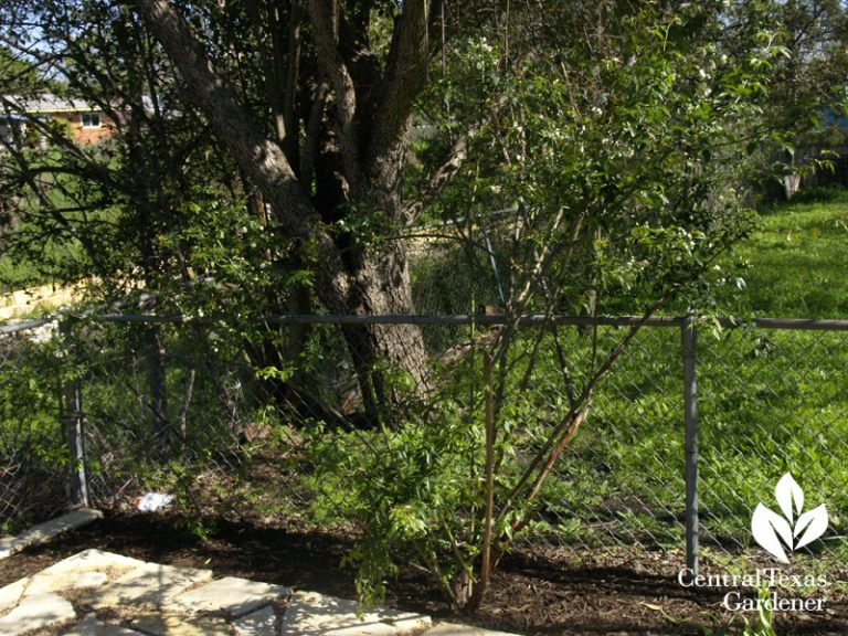 Plants that survived the Texas TwoStep Freeze and Drought Central