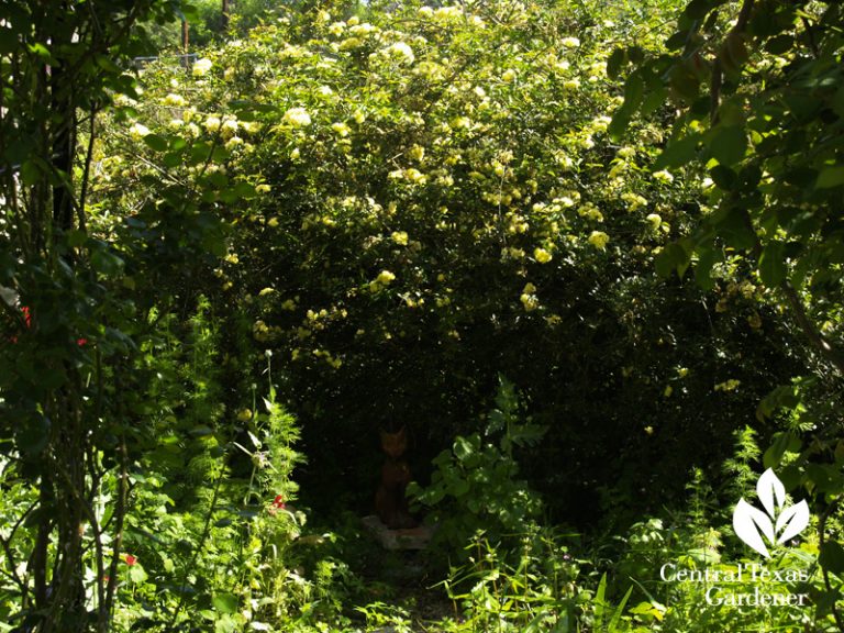 Plants that survived the Texas TwoStep Freeze and Drought Central