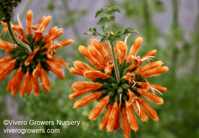 Leonotis menthifolia 'Savannah Sunset', Vivero Growers Nursery Leonotis menthifolia 'Savannah Sunset', Vivero Growers Nursery