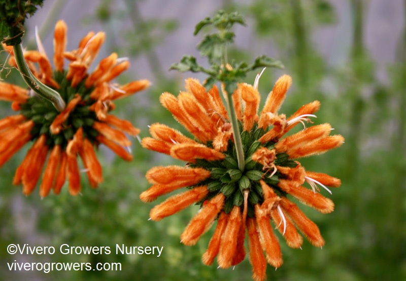 Leonotis menthifolia 'Savannah Sunset', Vivero Growers Nursery