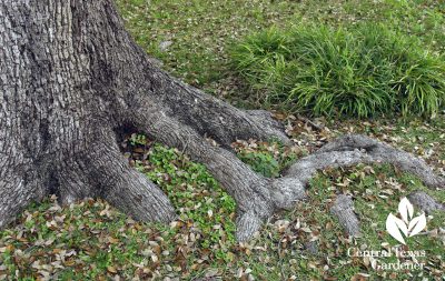 exposed oak tree roots