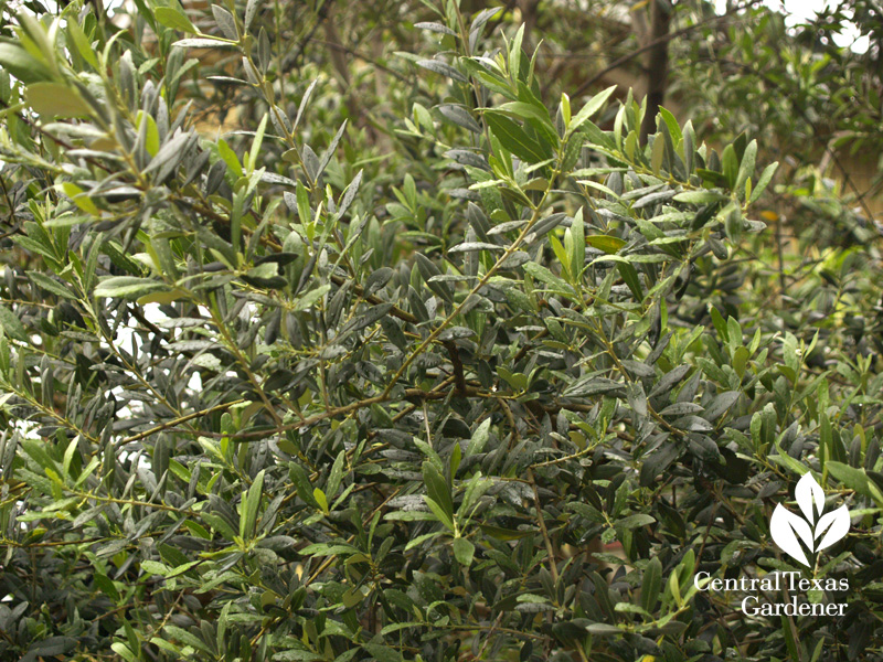 Olive tree in Austin Texas